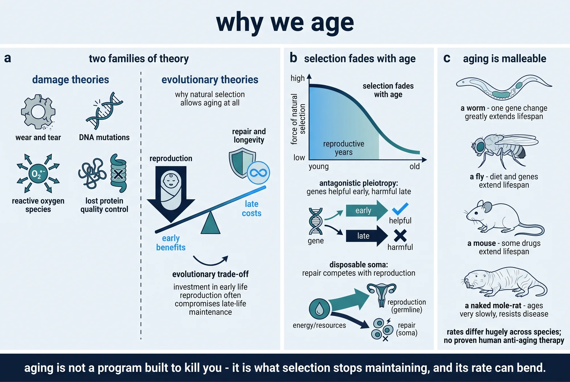 A three-panel schematic titled 'Why we age,' closing with a banner: aging is not a program built to kill you — it is what selection stops maintaining, and its rate can bend. Panel a, 'Two families of theory,' contrasts damage theories (wear and tear, DNA mutations, reactive oxygen species, and lost protein quality control, drawn as gears, a nicked DNA helix, an oxygen radical, and a misfolding protein) with evolutionary theories (ancestors giving rise to offspring while an aged individual is left unmaintained, asking why natural selection allows aging at all, and a tilted balance of reproduction and survival against longevity and repair, labelled trade-offs and selection pressure). Panel b, 'Selection fades with age,' plots the force of natural selection falling from young to old with the reproductive years shaded early, then shows antagonistic pleiotropy as one gene with a plus effect (helpful early) and a minus effect (harmful late), and the disposable soma as a fixed pool of resources split between body maintenance and repair on one side and reproduction on the other. Panel c, 'Aging is malleable,' lines up a worm, a fly, a mouse, and a long-lived naked mole-rat, each shown moving from normal to extended lifespan by a genetic, dietary, or pharmacological route, with the naked mole-rat resisting age-related disease; a caption notes that rates differ hugely across species and that there is no proven human anti-aging therapy.