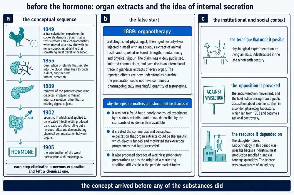Diagram of the conceptual sequence from 1849 to 1905 leading to the hormone concept, the 1889 organotherapy false start, and the institutional context