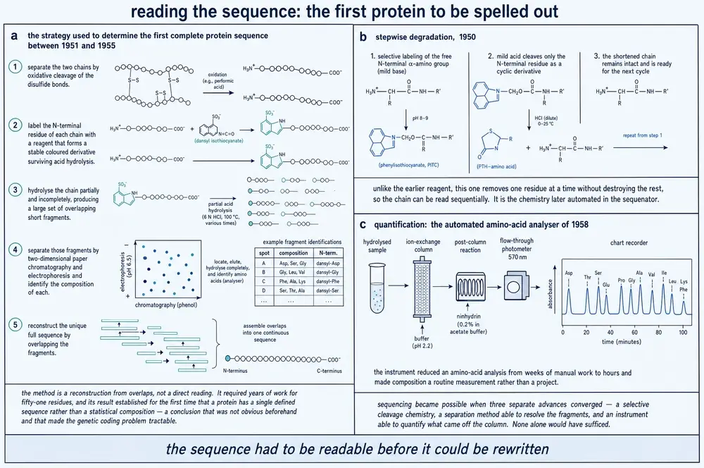 Diagram of the strategy used to determine the first complete protein sequence, of stepwise N-terminal degradation, and of the automated amino-acid analyser