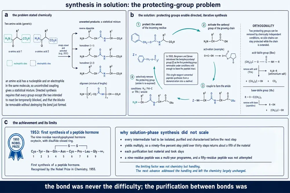 Diagram of why uncontrolled coupling of two amino acids gives a statistical mixture, and of the protecting-group cycle that enables directed synthesis