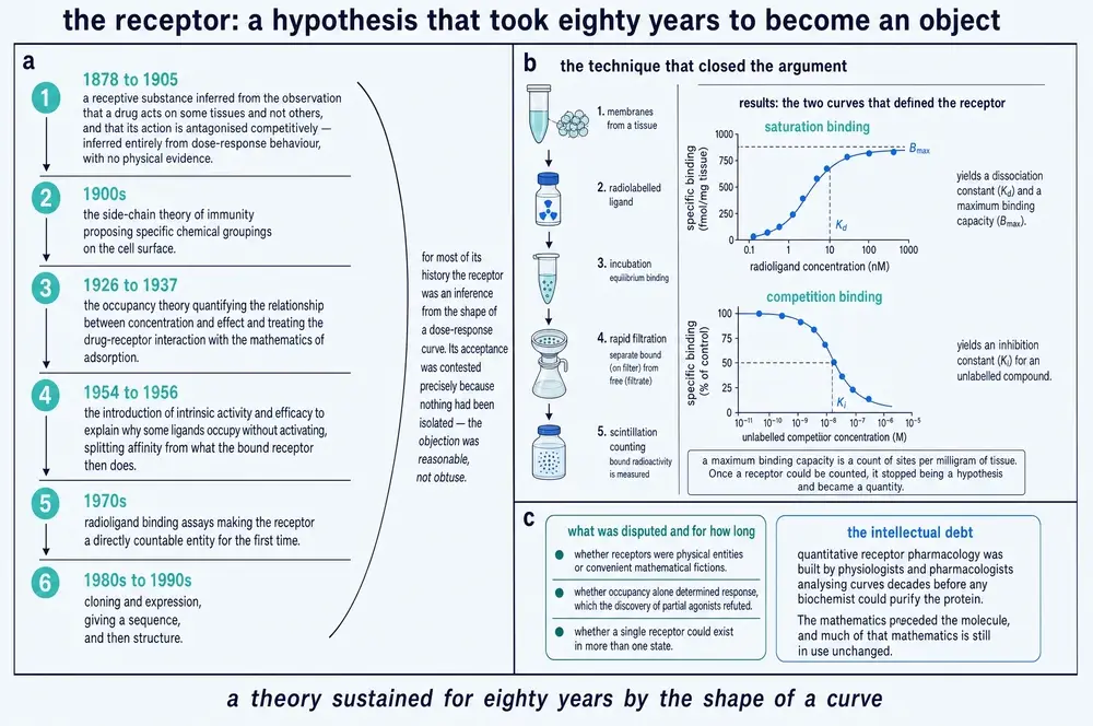 Diagram of receptor theory from 1878 to the 1990s, the radioligand binding assay workflow, and the saturation and competition binding curves
