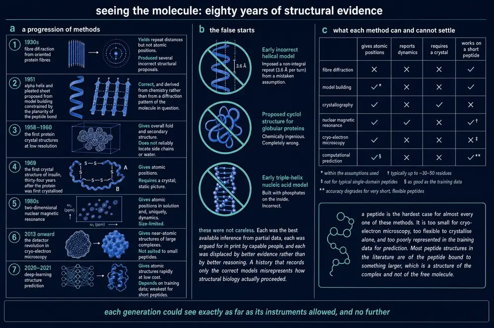 Diagram of seven structural methods from 1930s fibre diffraction to deep-learning prediction, three historical false starts, and a table of what each method can and cannot settle