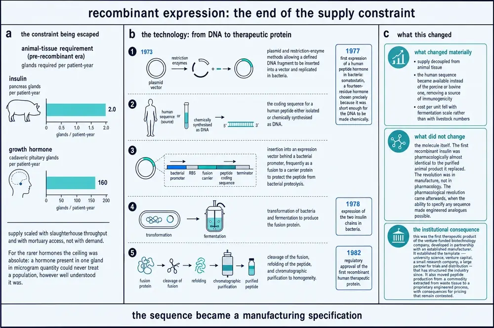 Diagram of the animal-tissue supply constraint, the five stages of recombinant expression from DNA to purified therapeutic peptide, and what the technology changed