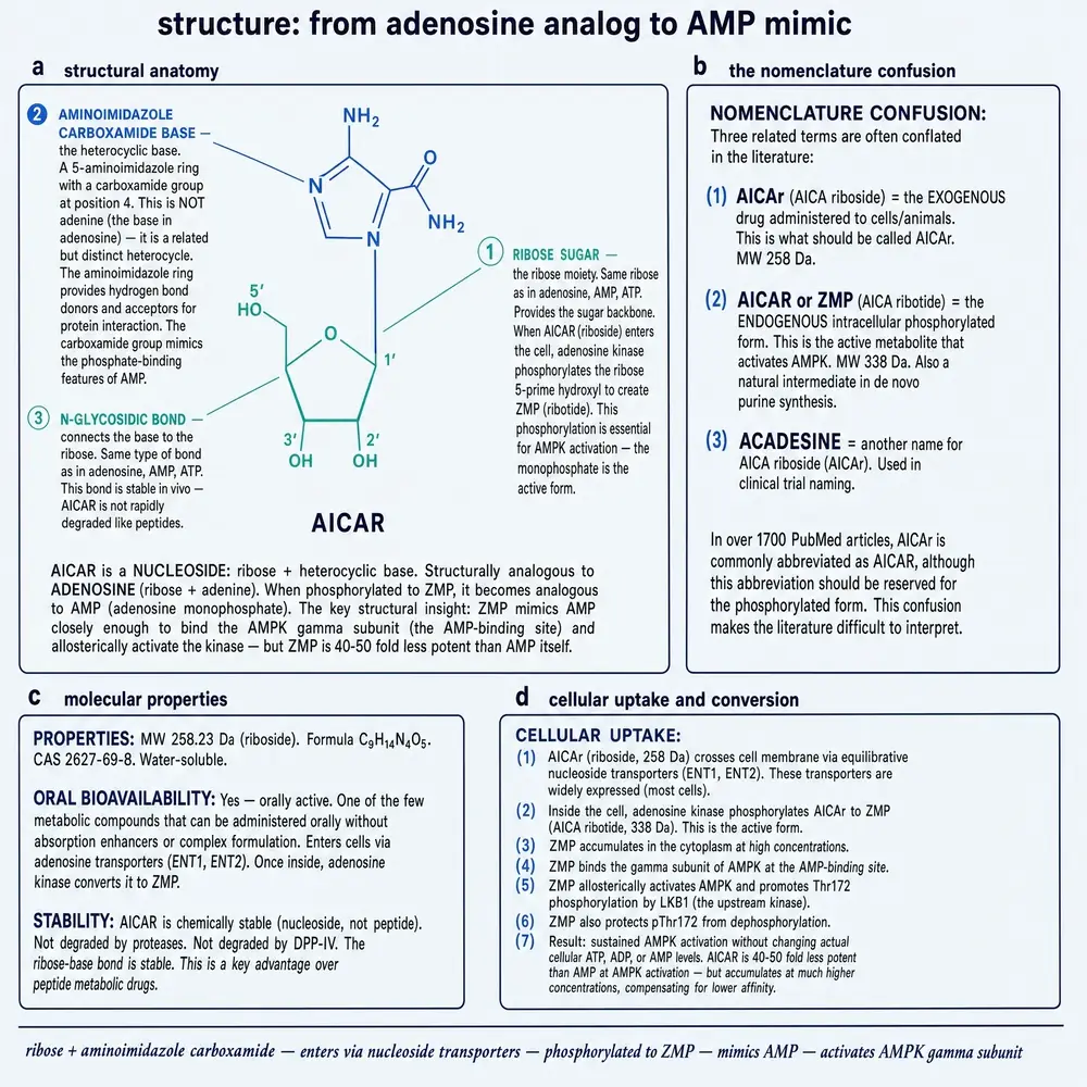 AICAR structure, AICAr versus ZMP nomenclature, molecular properties, and the seven-step uptake-to-AMPK path
