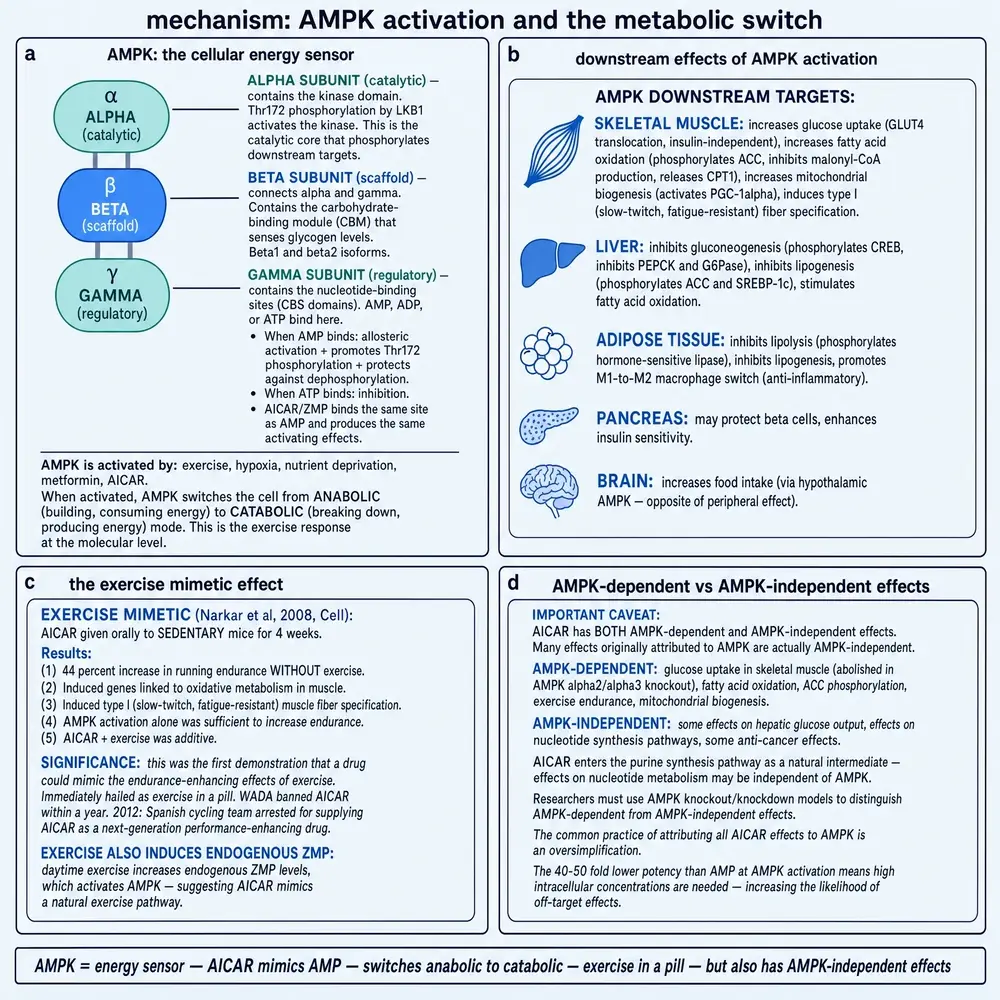 AMPK heterotrimer, tissue downstream effects, Narkar 2008 exercise mimetic framing, and AMPK-dependent versus independent actions