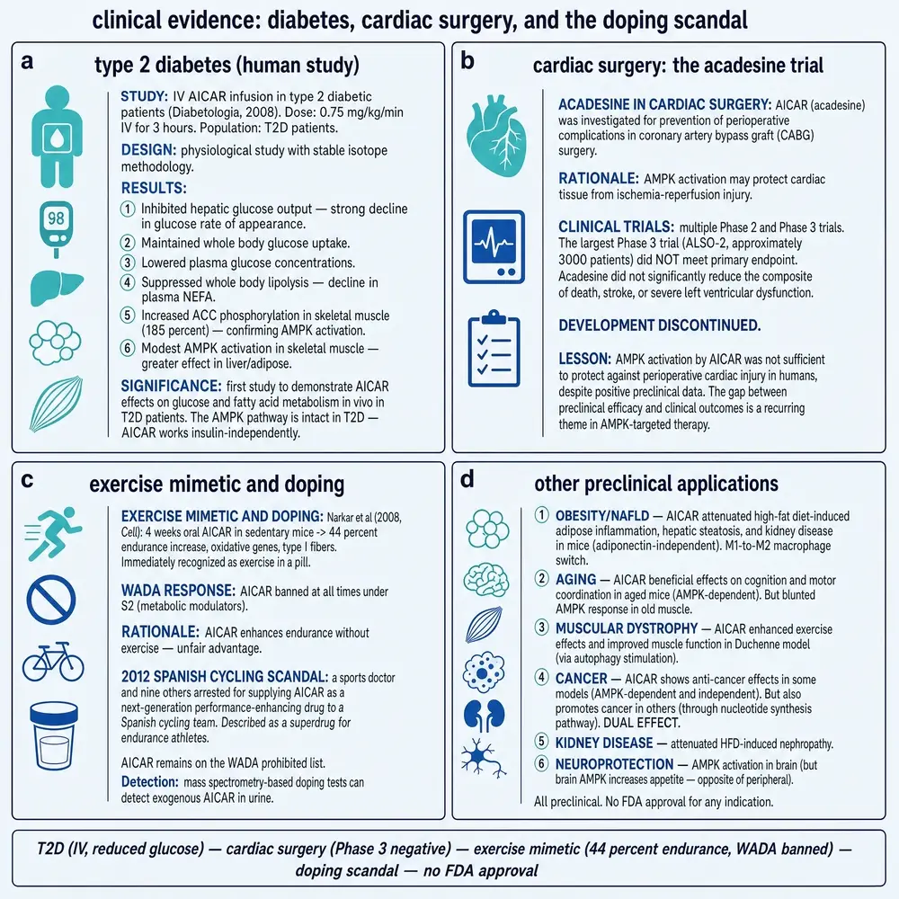 Human metabolic infusion work, failed late-stage cardiac surgery programme, doping adjacency, and preclinical landscape