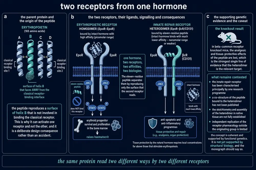 commissioned plate: receptors