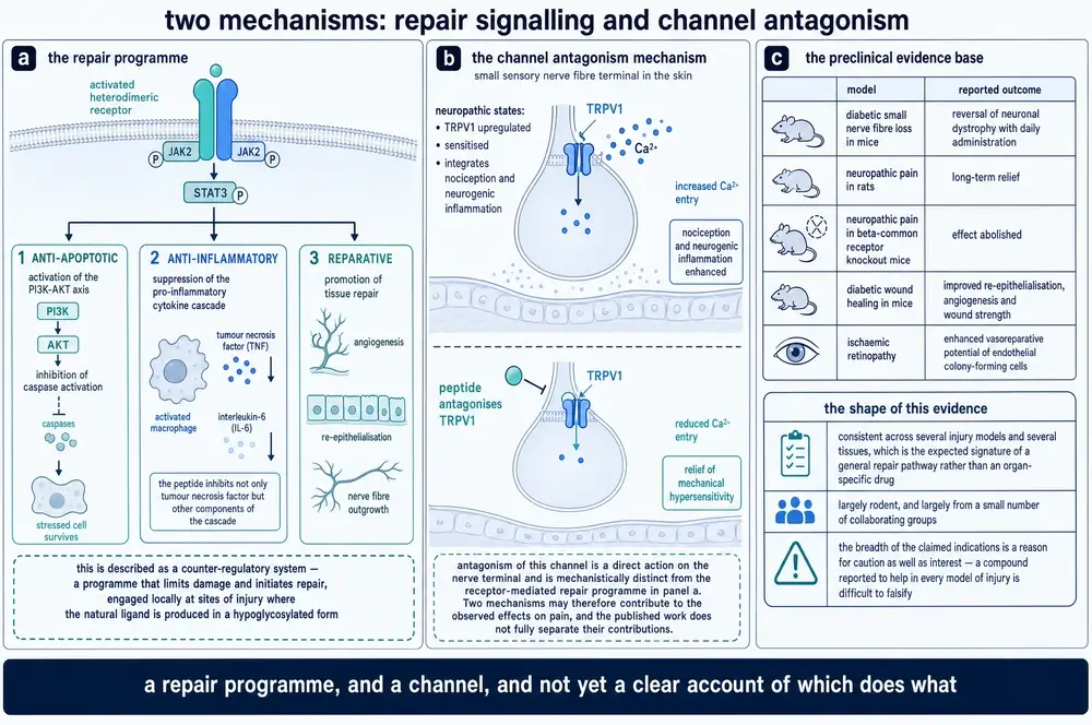 commissioned plate: mechanism