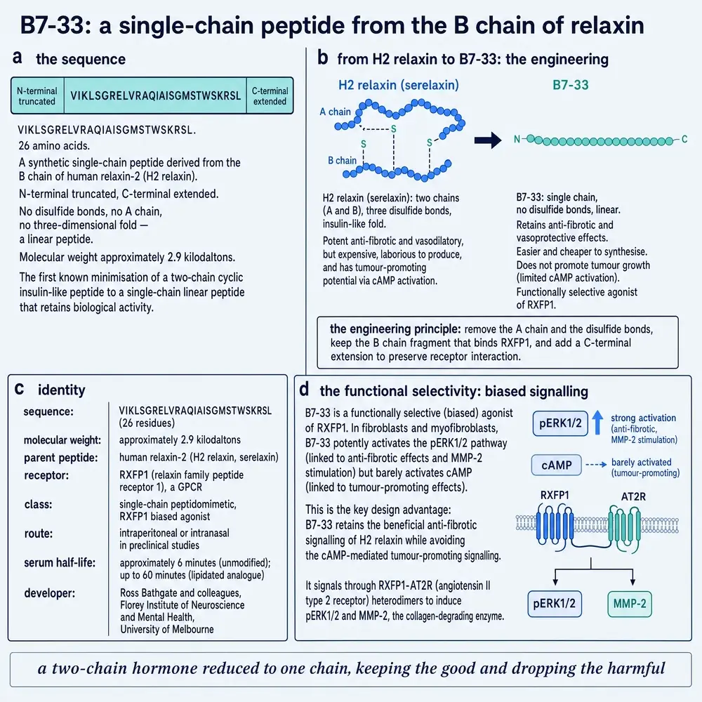 B7-33 as a single-chain H2-relaxin B-chain peptide: sequence, engineering from two-chain H2, identity card, and biased pERK versus cAMP signalling