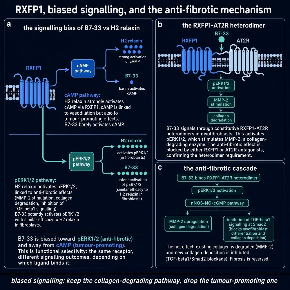 RXFP1 biased signalling of B7-33 versus H2 relaxin: pERK and MMP-2 retained, cAMP weakened, RXFP1-AT2R heterodimer cascade