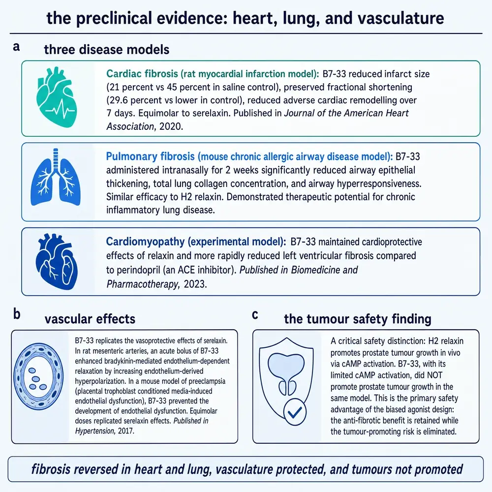 Preclinical evidence for B7-33 across cardiac, pulmonary and vascular models, plus the prostate-tumour safety contrast with H2 relaxin