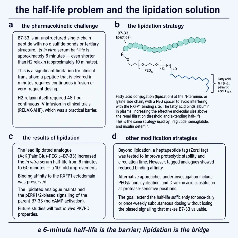 Half-life barrier for linear B7-33 and the AcK(PalmGlu)-PEG12 lipidation strategy that extends in-vitro serum stability about ten-fold