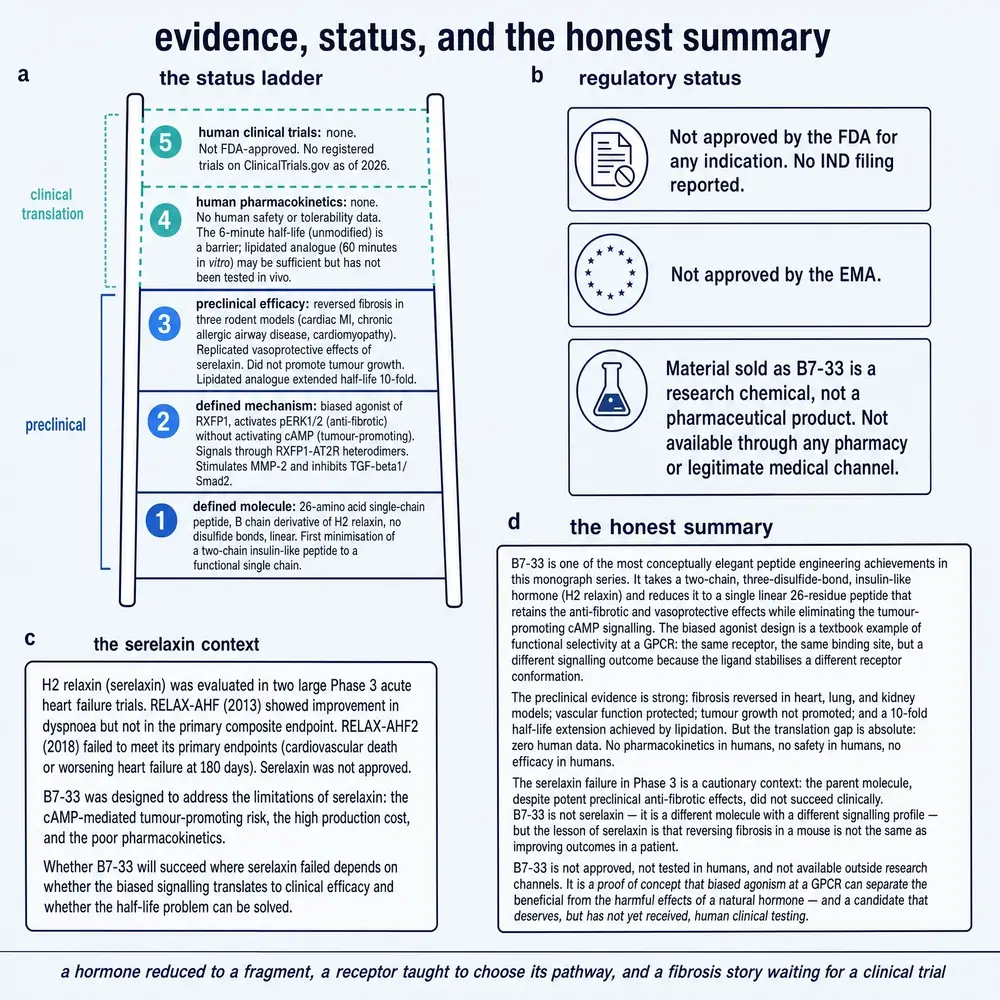 Status ladder for B7-33: solid preclinical rungs, empty human PK and trial rungs, regulatory non-approval, and an honest summary of the translation gap