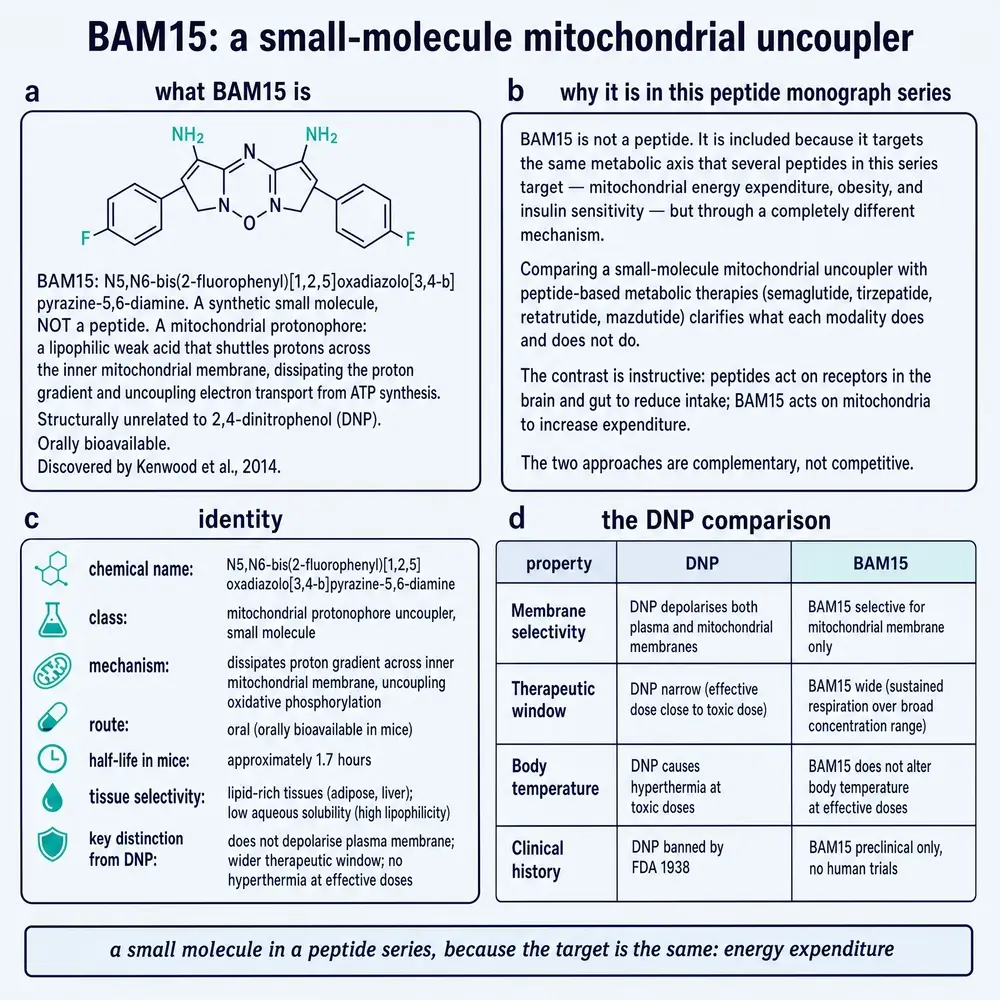 BAM15 identity card: chemical structure, why a small molecule appears in a peptide series, and a four-row comparison with dinitrophenol