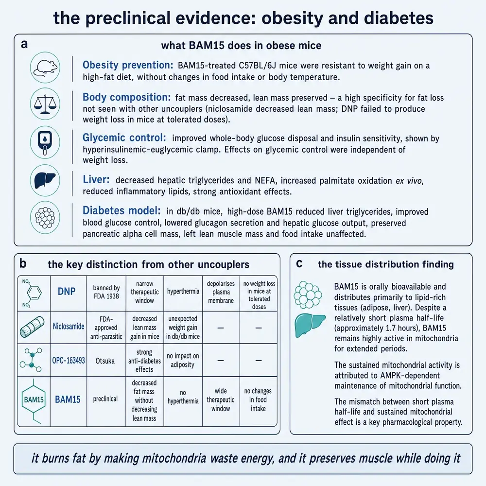 Preclinical evidence for BAM15 in obese and diabetic mice: prevention, body composition, glycaemia, liver effects, and comparison with other uncouplers