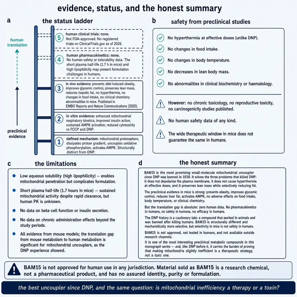 Evidence status ladder for BAM15 from defined mechanism through the empty human rungs, with preclinical safety and the translation gap