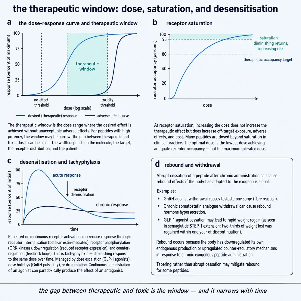 The therapeutic window: exposure, saturation, and desensitisation