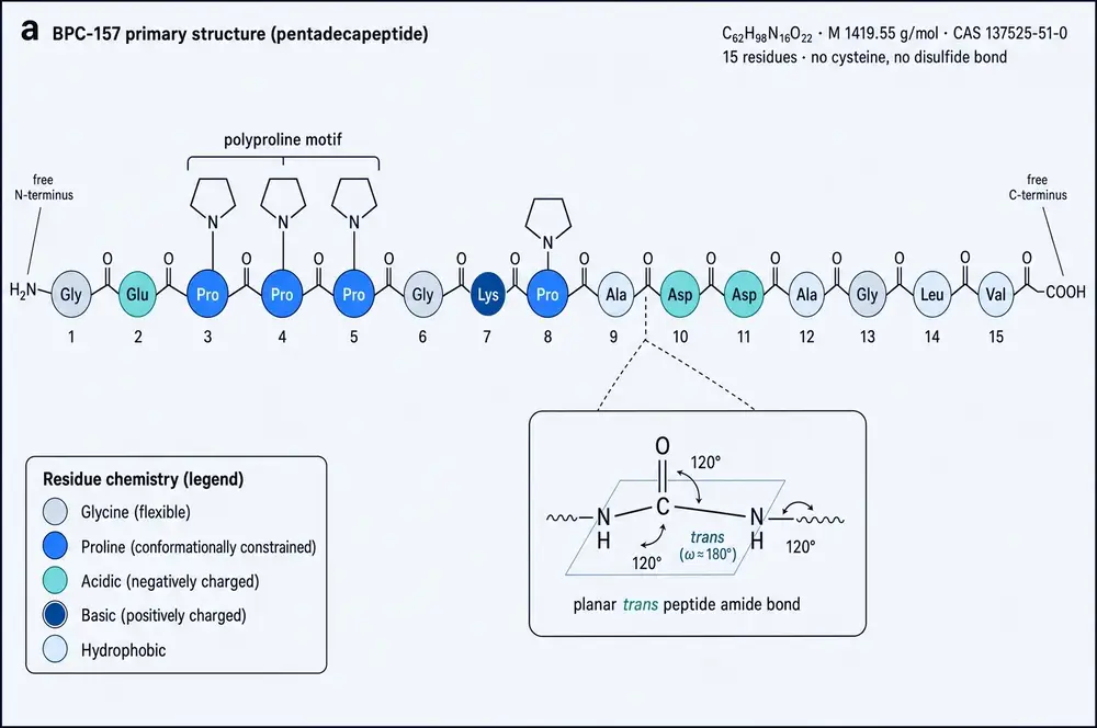 Diagram of the fifteen-residue BPC-157 chain from the free N-terminus to the free C-terminus, with residues colour-coded by chemistry, the three consecutive prolines bracketed as a polyproline motif, and an inset showing the planar trans peptide amide bond.