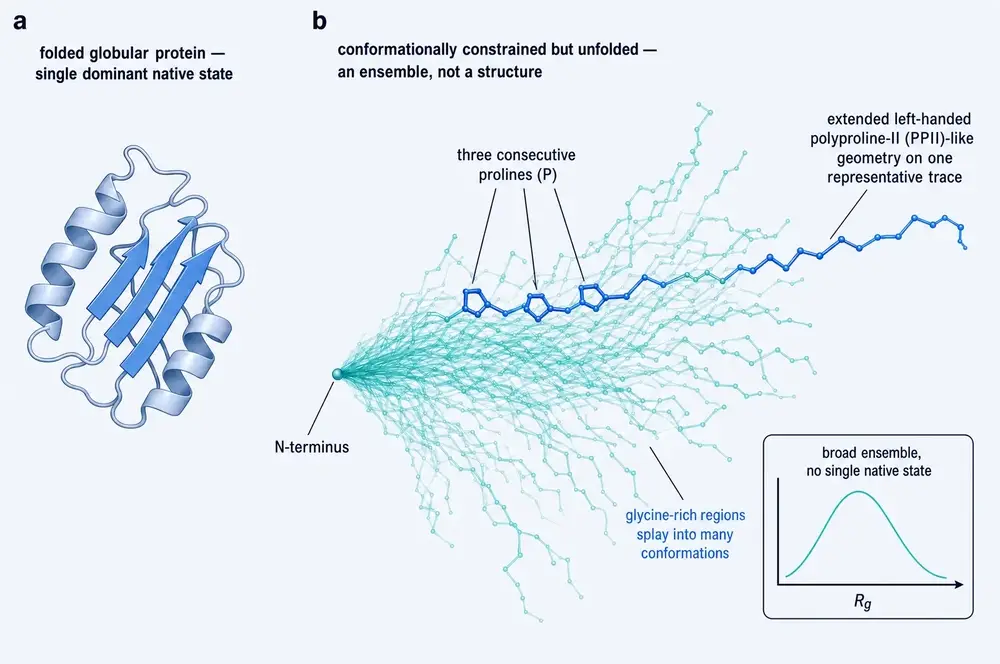 Two-panel comparison: at left a compact folded globular protein with helices and sheets; at right about twenty-five superimposed backbone traces of a fifteen-residue peptide, aligned at the N-terminus and fanning into many extended shapes, with the polyproline segment highlighted and an inset showing a broad single-humped radius-of-gyration distribution.
