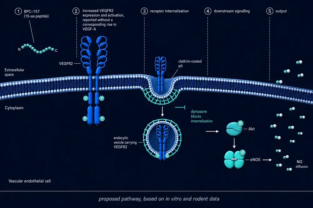 Cross-section of a vascular endothelial cell membrane showing, left to right, the BPC-157 peptide, a dimerised VEGFR2 receptor, receptor internalisation through a clathrin-coated pit with dynasore inhibition marked, phosphorylated Akt and eNOS, and nitric oxide diffusing away.