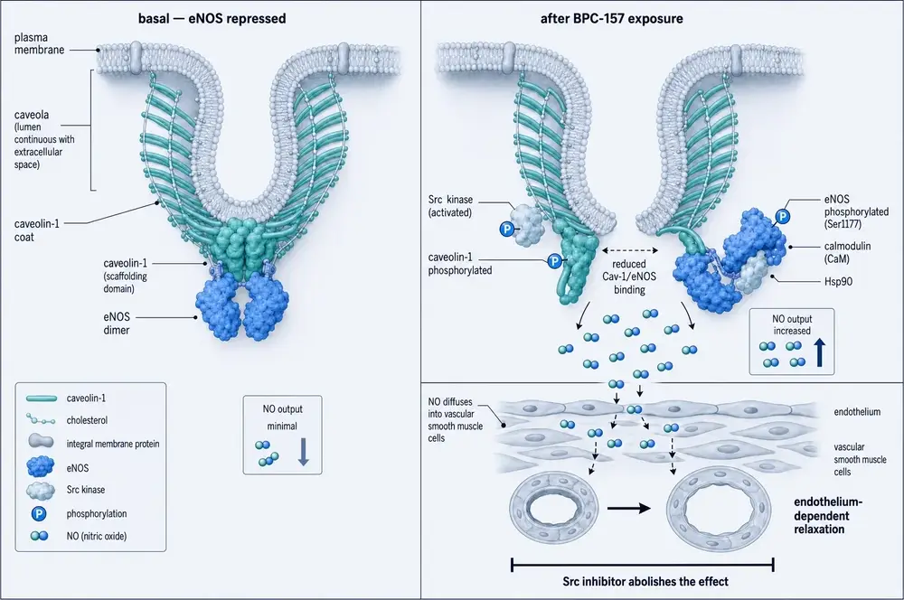 Two-state molecular schematic of a flask-shaped caveola in the endothelial membrane. At left, eNOS docked onto the caveolin-1 scaffolding domain and inactive. At right, Src and caveolin-1 phosphorylated, the complex dissociating, eNOS bound to calmodulin and Hsp90 and releasing nitric oxide, which diffuses into vascular smooth muscle and widens the vessel lumen.