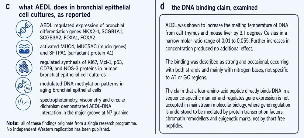 Reported cell-culture findings and the DNA-binding claim