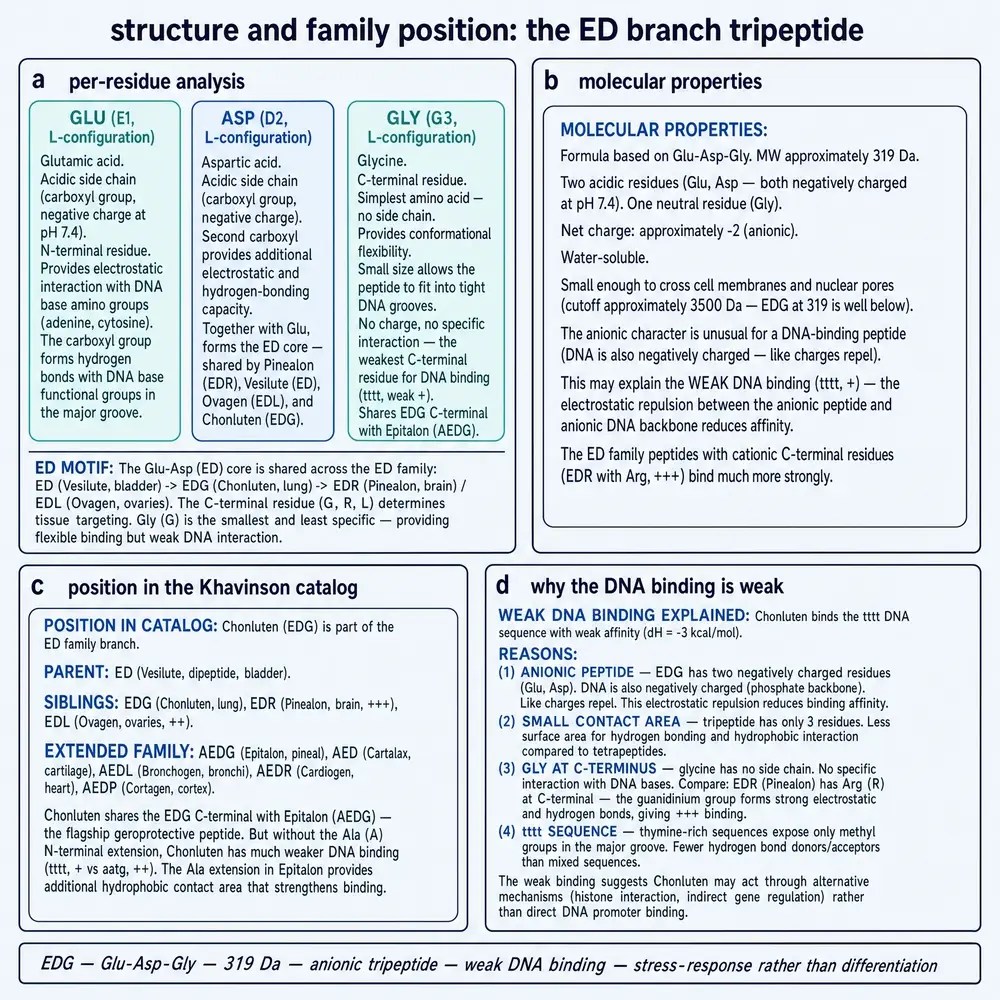 ED-branch structure, anionic character, weak DNA-binding rationale