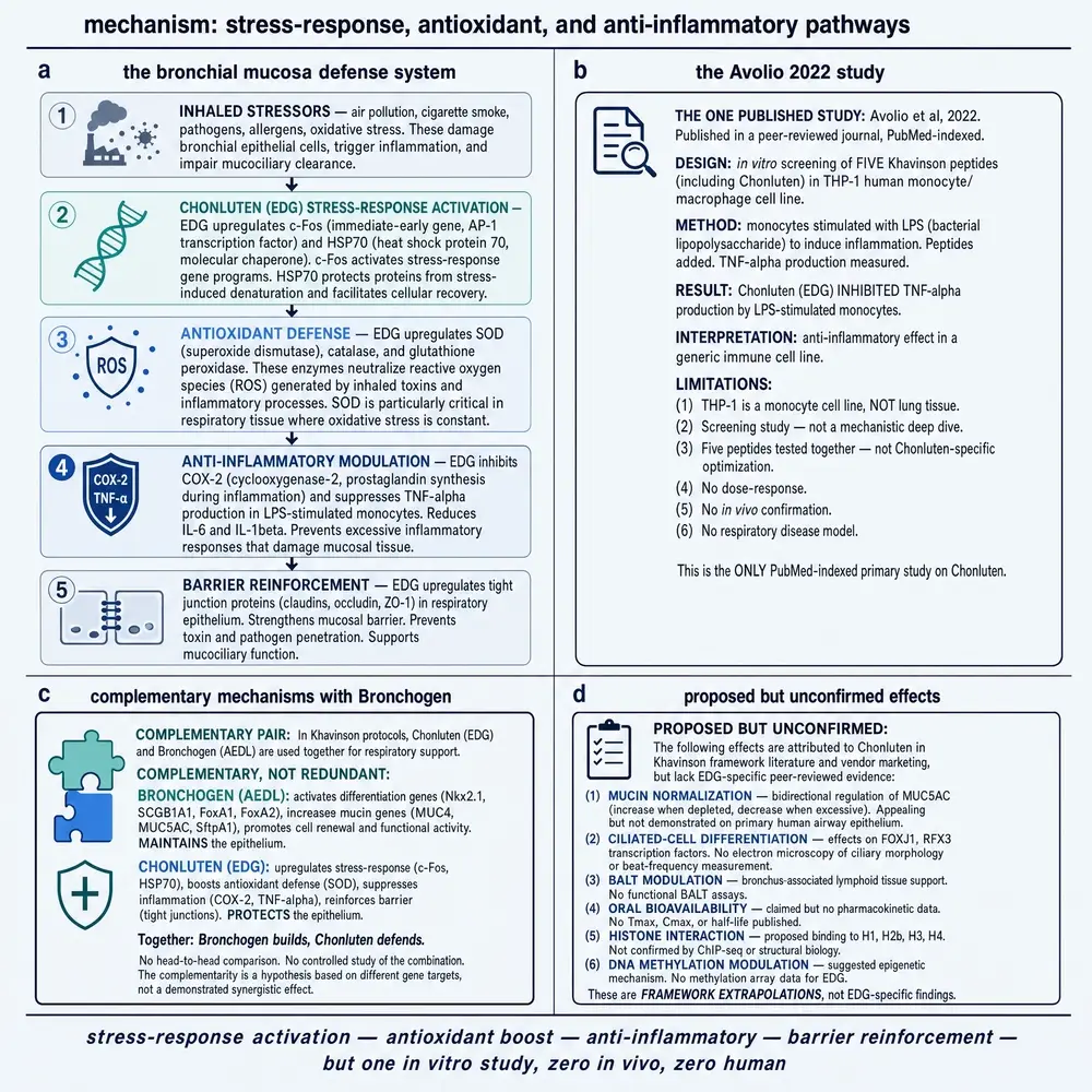 Proposed stress-response cascade and the Avolio 2022 study