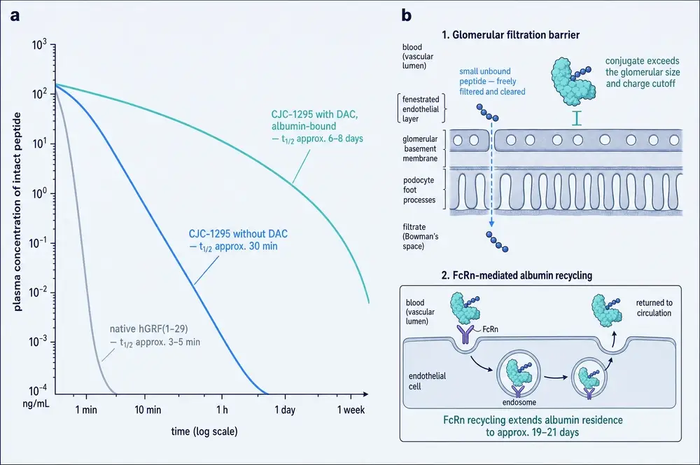 Log-scale plasma decay of native GRF, CJC-1295 without DAC and CJC-1295 with DAC, alongside glomerular filtration and FcRn albumin recycling