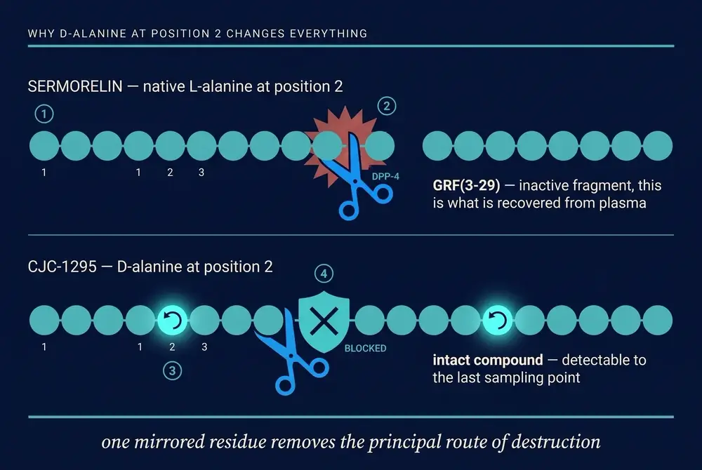 Comparison showing dipeptidyl peptidase-4 cleaving sermorelin but blocked by D-alanine in CJC-1295