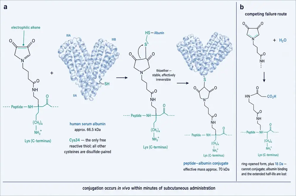Maleimide addition to the free thiol of albumin cysteine 34, with the competing hydrolysis route that destroys conjugating ability