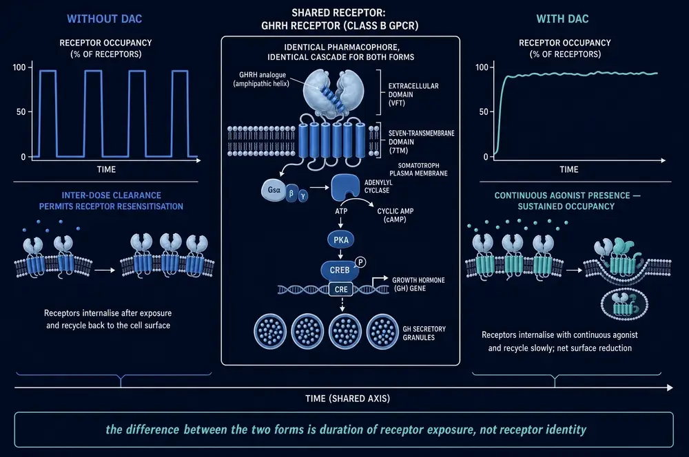Receptor occupancy over time for both forms flanking a shared GHRH receptor signalling cascade, showing identical pharmacology and different duration