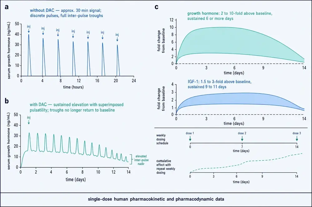 Serum growth hormone across time for the non-DAC and DAC forms, with the fold-change envelopes for growth hormone and IGF-1 and a weekly dosing schedule