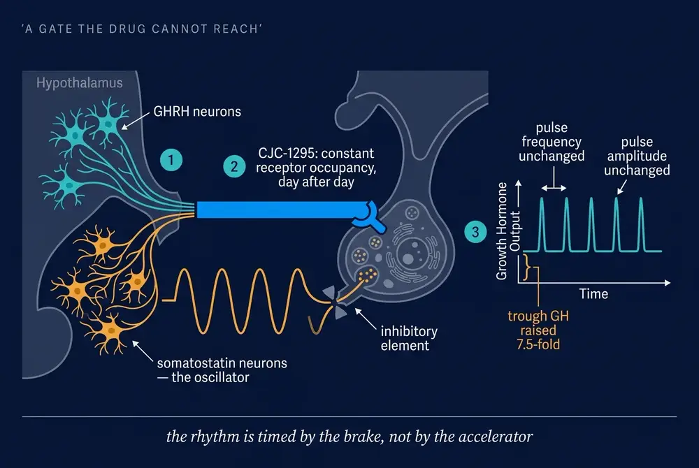 Diagram of somatostatin neurons rhythmically gating a constant GHRH signal to produce pulsatile growth hormone output