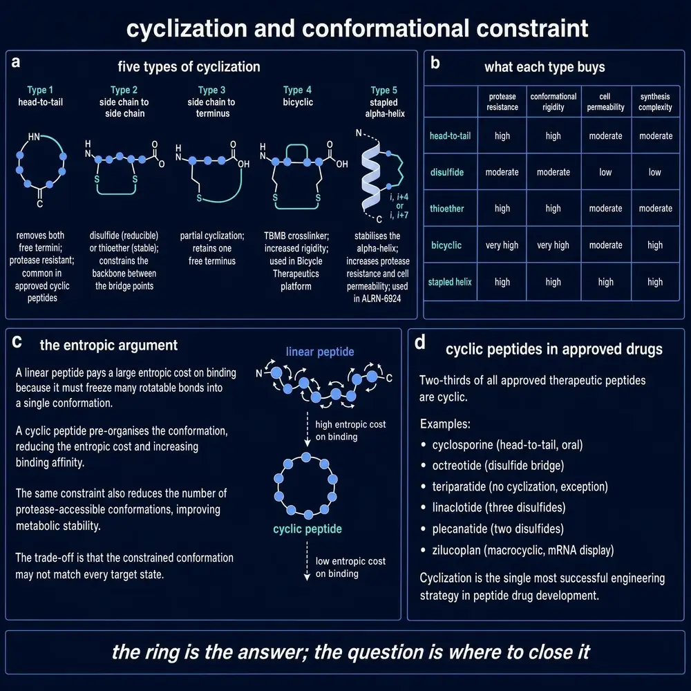 Cyclisation and conformational constraint.