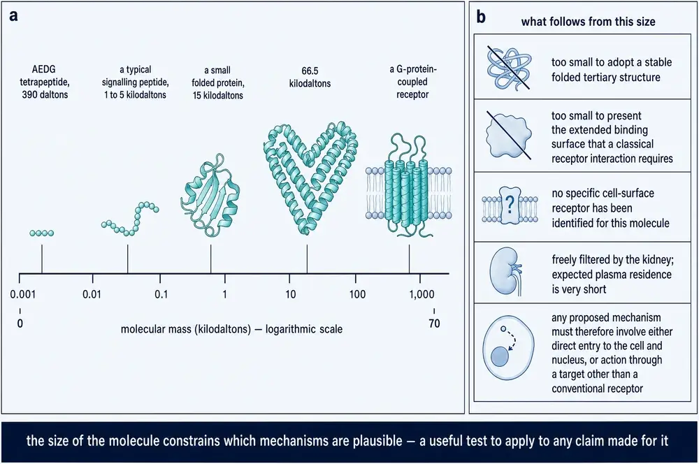 The tetrapeptide on a logarithmic mass scale against larger biomolecules, and the mechanistic constraints that follow