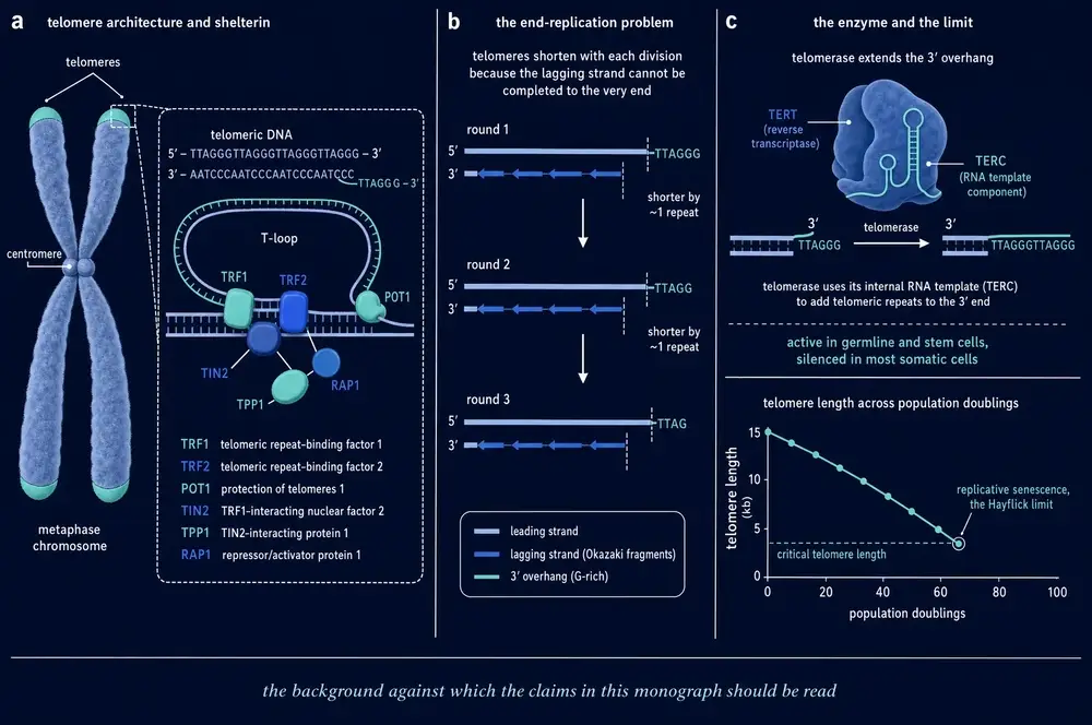 Telomere architecture, the end-replication problem, and telomerase
