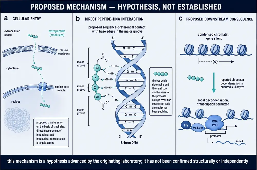 Proposed cellular entry, peptide-DNA contact in the major groove, and chromatin decondensation