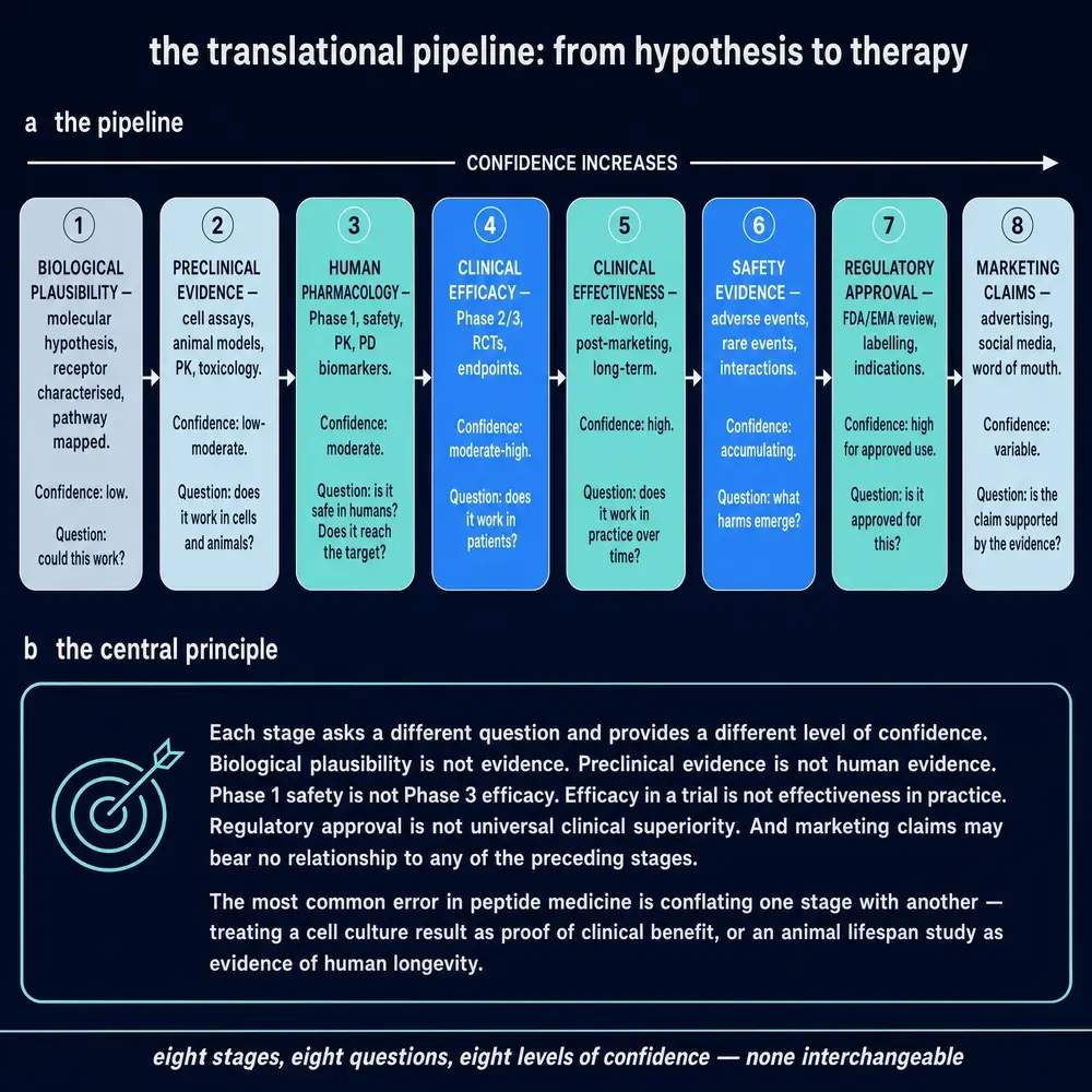 The translational pipeline: from hypothesis to therapy.