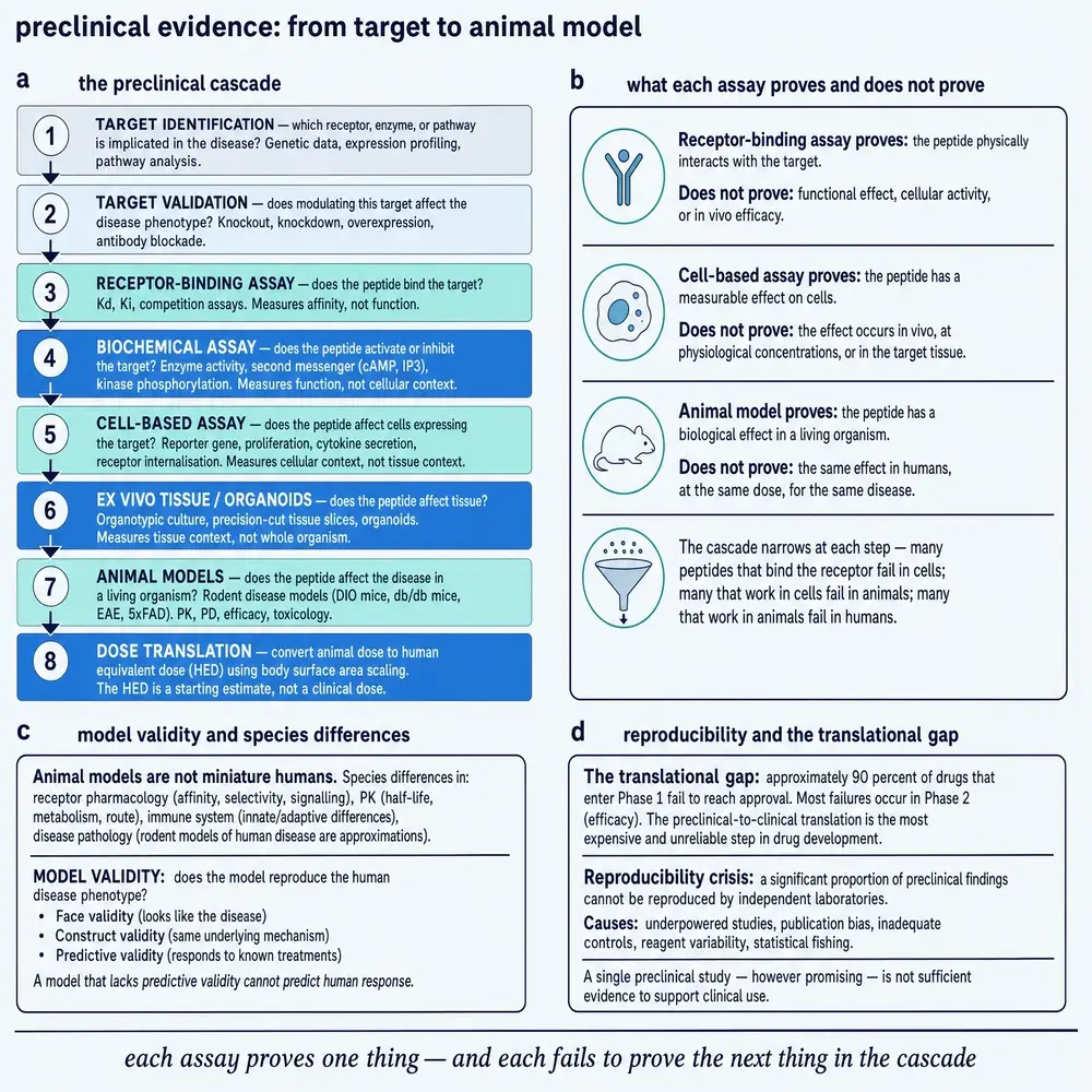 Preclinical evidence: from target to animal model.