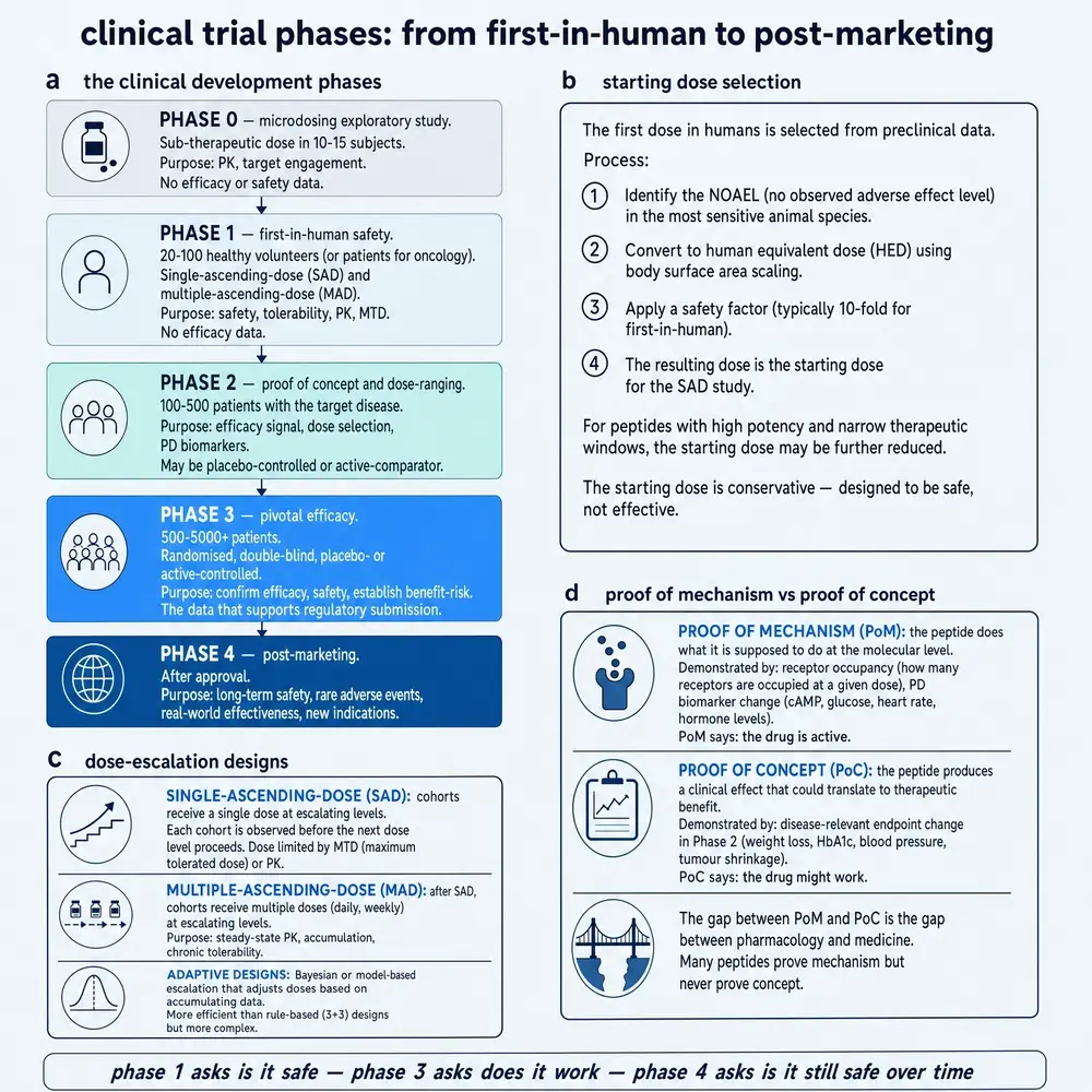 Clinical trial phases: from first-in-human to post-marketing.