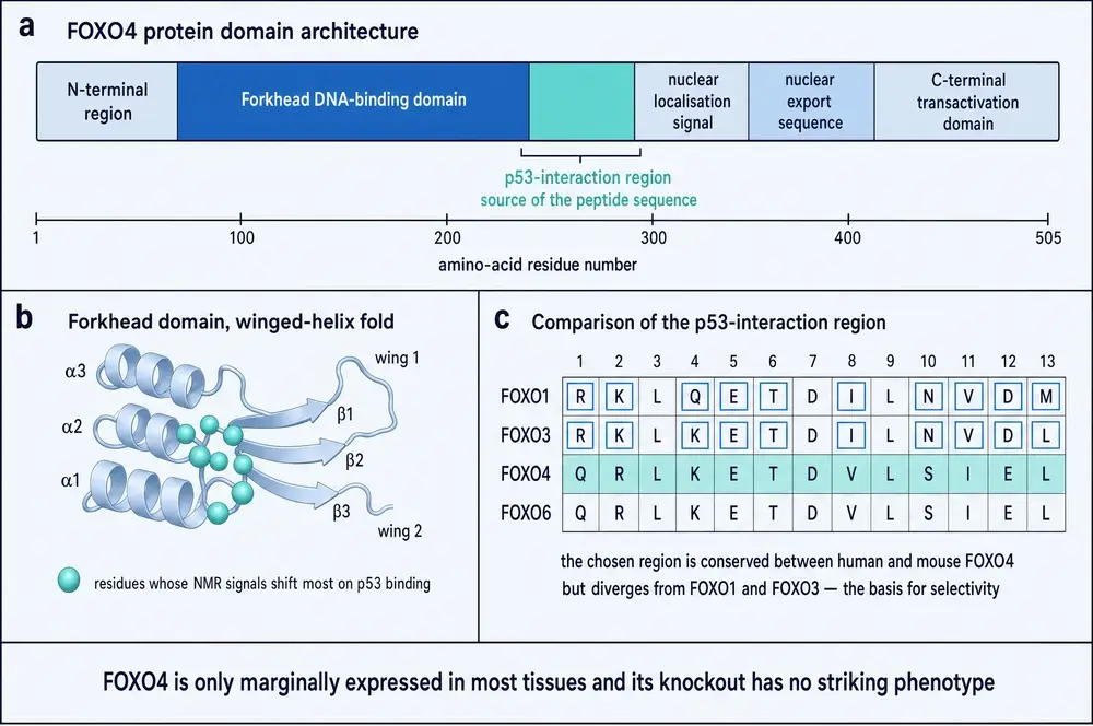 Three-panel diagram of FOXO4. Panel a, a linear domain map of the 505-residue protein showing the N-terminal region, the Forkhead DNA-binding domain, a highlighted p53-interaction region, the nuclear localisation signal, the nuclear export sequence and the C-terminal transactivation domain. Panel b, the Forkhead domain drawn as a winged-helix fold with three alpha-helices, a three-stranded beta-sheet and two wings, with residues that shift on p53 binding marked as spheres. Panel c, a table comparing thirteen aligned positions across FOXO1, FOXO3, FOXO4 and FOXO6.