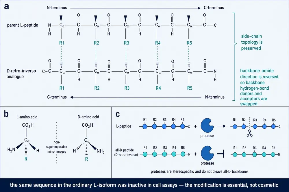 Three-panel chemical diagram. Panel a, a parent L-peptide backbone drawn above its D-retro-inverso analogue, with side chains R1 to R5 aligned vertically between them and the N-to-C direction reversed. Panel b, L- and D-amino acids drawn as mirror images at the alpha carbon. Panel c, a protease cleaving an L-peptide but blocked from cleaving an all-D peptide.