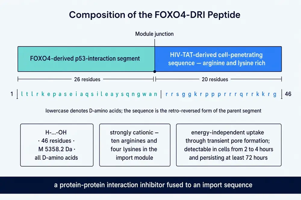 Diagram of the FOXO4-DRI peptide as two joined modules. A 26-residue FOXO4-derived p53-interaction segment on the left and a 20-residue HIV-TAT-derived cell-penetrating sequence on the right, with the full 46-residue lowercase sequence printed beneath and three summary boxes giving molecular weight, charge and uptake timing.