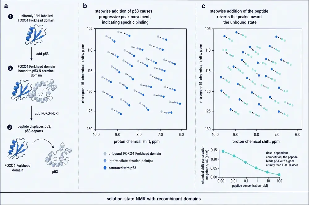 Three-panel figure. Panel a, a schematic of the NMR experiment: labelled FOXO4 Forkhead domain alone, then bound to the p53 N-terminal domain, then displaced by the peptide. Panel b, a two-dimensional proton-nitrogen correlation spectrum showing cross peaks moving progressively on addition of p53. Panel c, the same peaks moving back toward their original positions on addition of the peptide, with a titration curve below showing chemical shift perturbation falling with increasing peptide concentration.