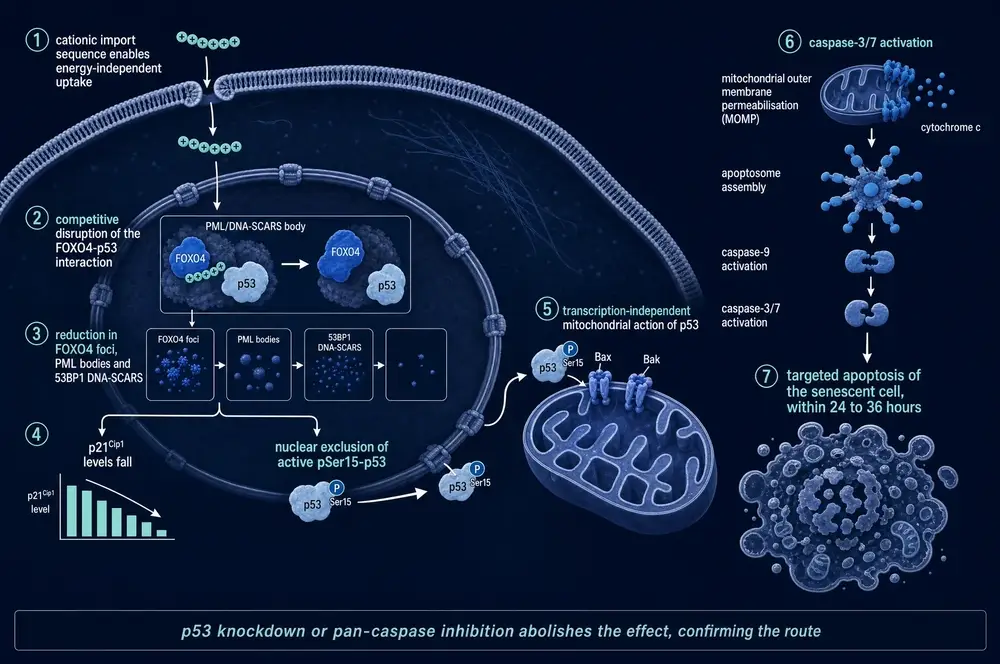 Seven-step mechanism diagram on a dark ground. The peptide crosses the plasma membrane, disrupts the FOXO4-p53 interaction in PML DNA-SCARS bodies, the foci disperse, p21 falls and phosphorylated p53 is excluded from the nucleus, cytosolic p53 acts at the mitochondrion with Bax and Bak, membrane permeabilisation releases cytochrome c and activates caspases, and the senescent cell dies.
