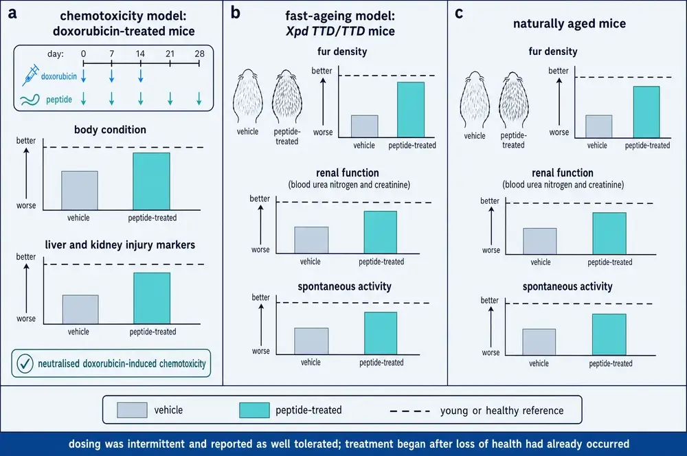 Three-panel figure comparing vehicle and peptide-treated mice. Panel a, a doxorubicin chemotoxicity model with a dosing timeline and bars for body condition and liver and kidney injury markers. Panel b, the Xpd TTD fast-ageing model with bars for fur density, renal function and spontaneous activity. Panel c, naturally aged mice with the same three readouts.