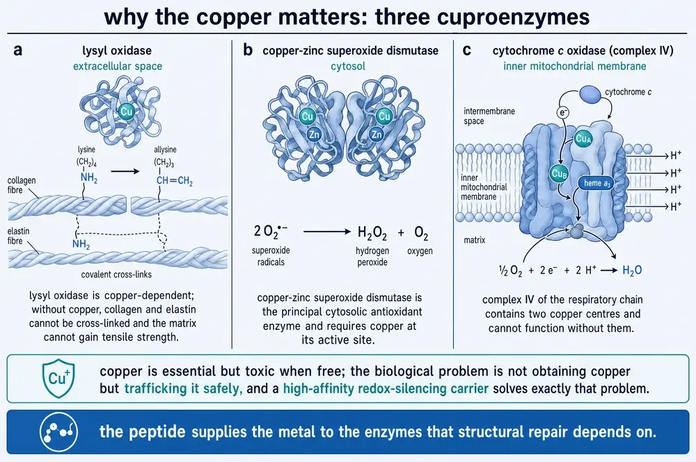 Three copper-dependent enzymes: lysyl oxidase, copper-zinc superoxide dismutase, and cytochrome c oxidase