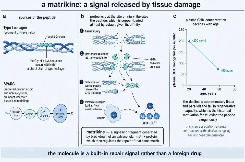 Diagram showing GHK released from collagen and SPARC by proteolysis at a wound, then loaded with copper from albumin, and the reported decline in plasma concentration with age