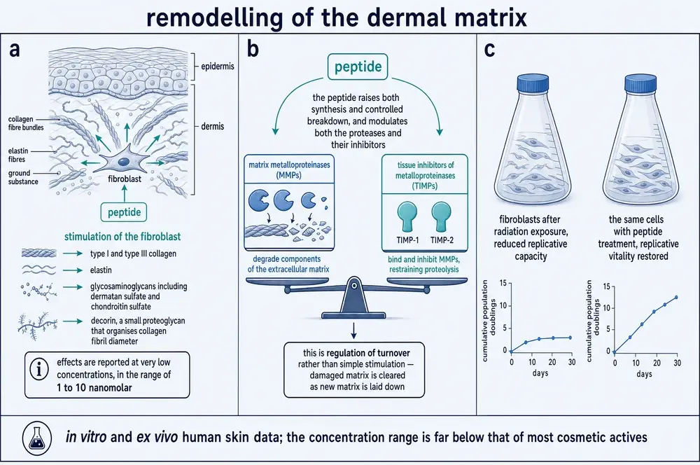 Diagram of dermal matrix remodelling: fibroblast stimulation of collagen, elastin, glycosaminoglycans and decorin, and the balance between matrix metalloproteinases and their inhibitors